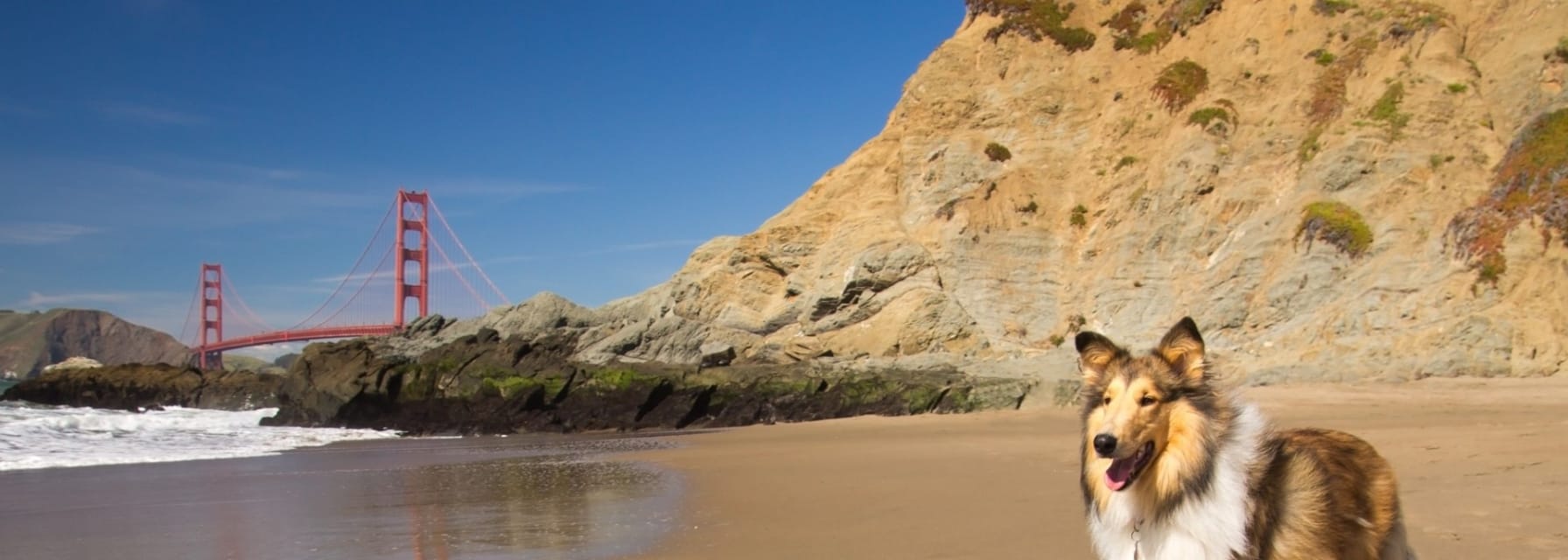 a Collie on a beach near Golden Gate Bridge