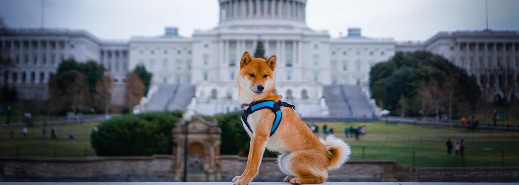 a Shiba Inu sitting in front of the Capitol Building