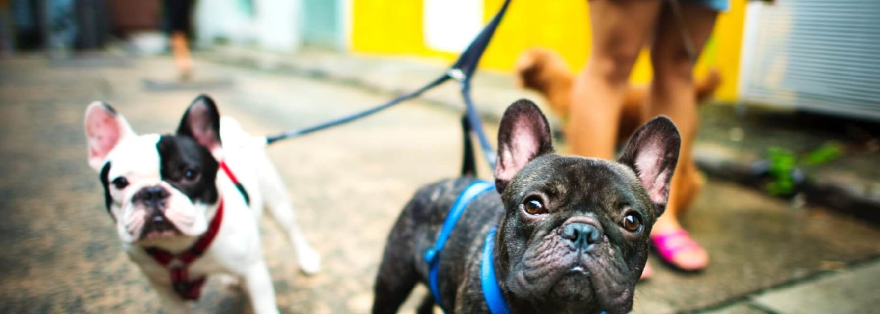 two small french bulldogs dogs on lease going for a walk