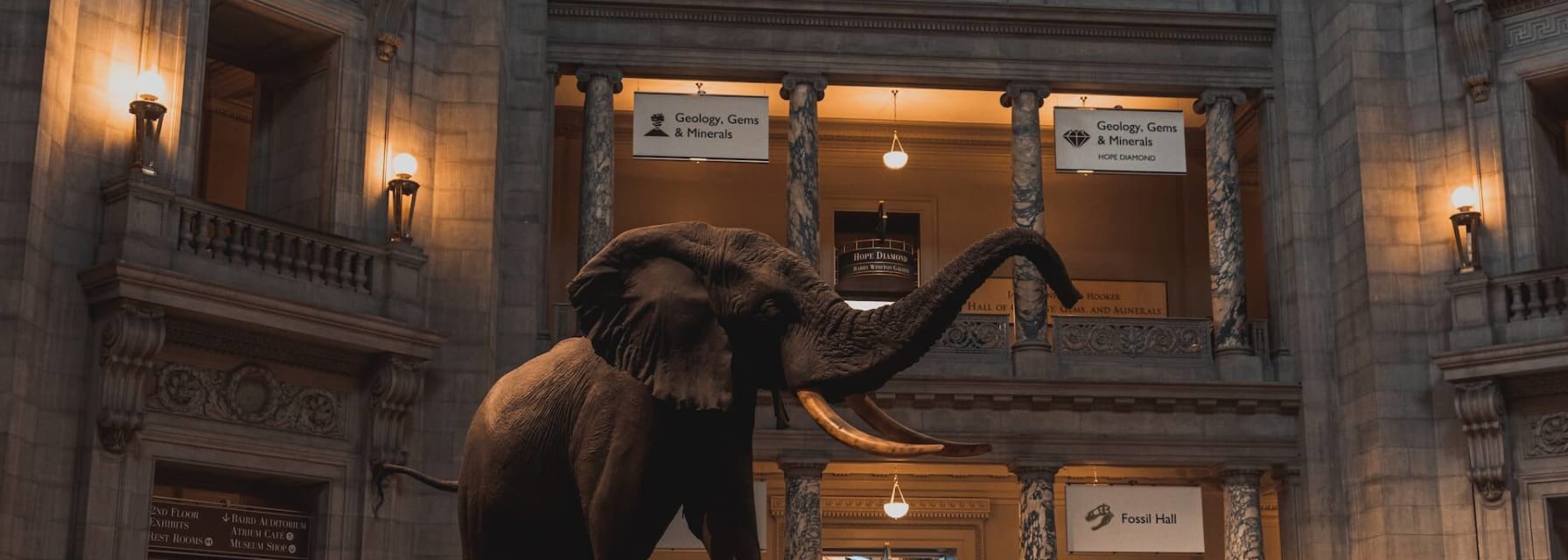 Exhibit of an elephant in Smithsonian Museum