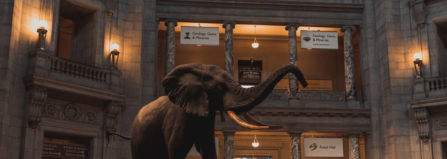 Exhibit of an elephant in Smithsonian Museum