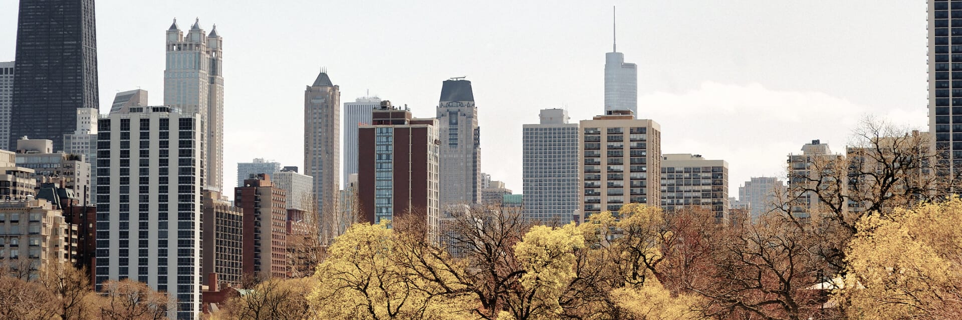 Skyscrapers in downtown Chicago with trees in the foreground.