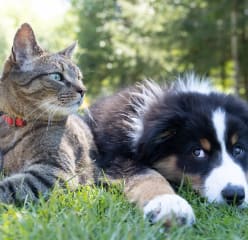 Dog and cat lying in grass together