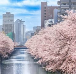 Cherry blossoms on the Meguro River in Tokyo