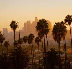 A row of palm trees at dusk with the los angeles skyline visible in the distance.