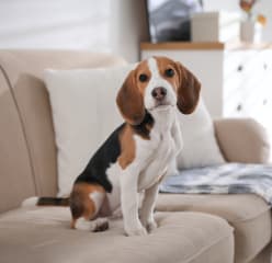 Beagle on sofa