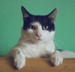 a tuxedo cat peers over a bamboo headboard