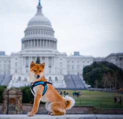 a Shiba Inu sitting in front of the Capitol Building