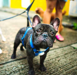 two small french bulldogs dogs on lease going for a walk
