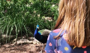 Peacock in Mayfield Park Austin