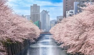 Cherry blossoms on the Meguro River in Tokyo