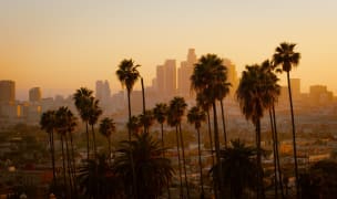 A row of palm trees at dusk with the los angeles skyline visible in the distance.