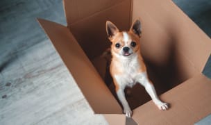 a dog in a box