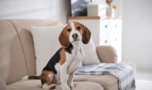 Beagle on sofa