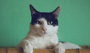 a tuxedo cat peers over a bamboo headboard