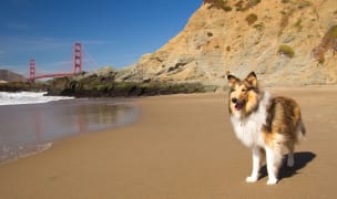 a Collie on a beach near Golden Gate Bridge