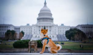 a Shiba Inu sitting in front of the Capitol Building