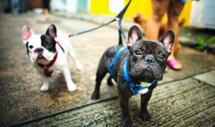 two small french bulldogs dogs on lease going for a walk