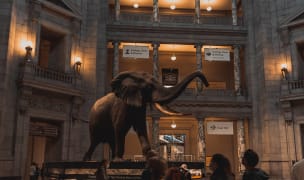 Exhibit of an elephant in Smithsonian Museum
