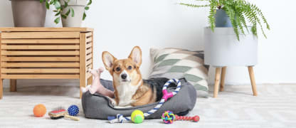 Cute corgi