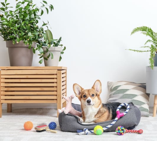 Cute corgi