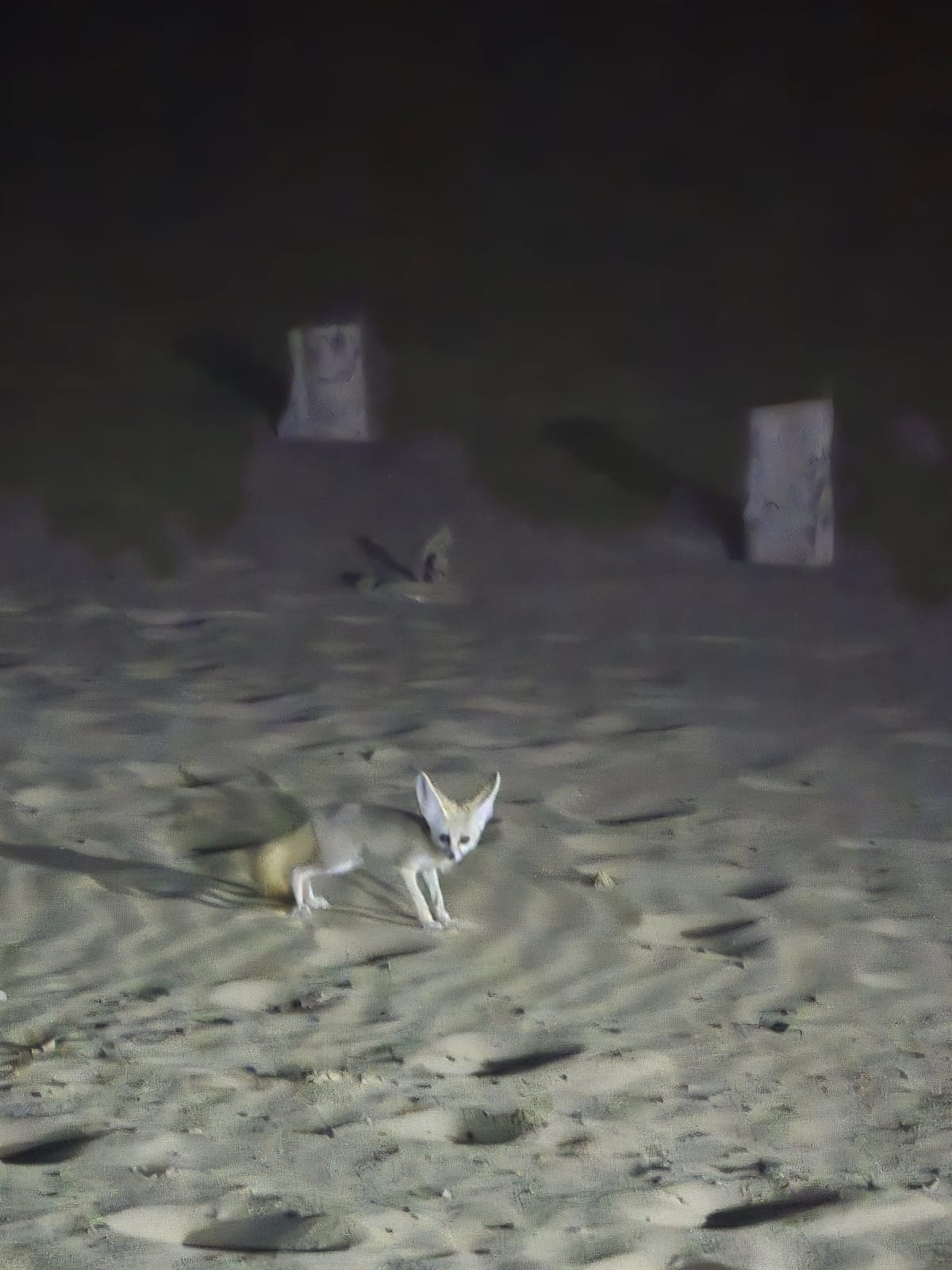 A Fennec Fox Visits Camp
