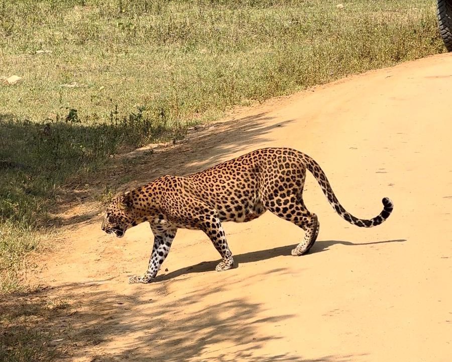 Leopard Slowly Walks Across a Dusty Road
