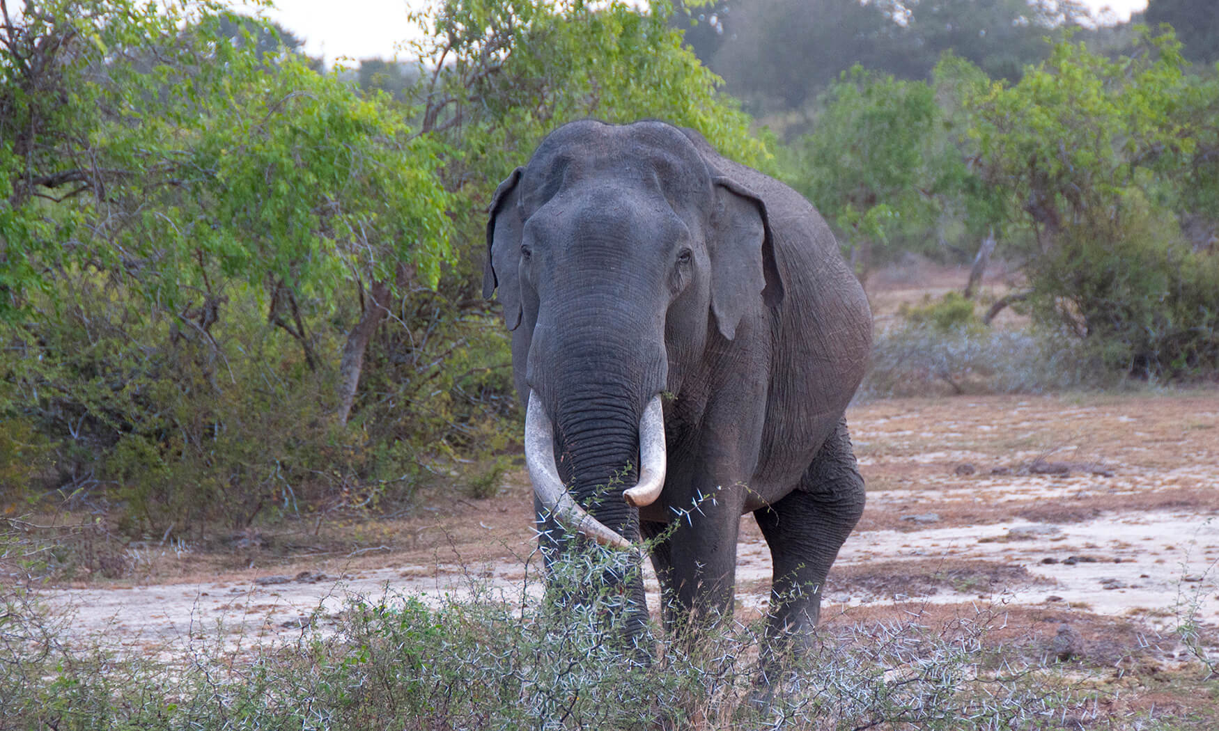 Majestic Tusker Elephant Stands Proudly in Yala