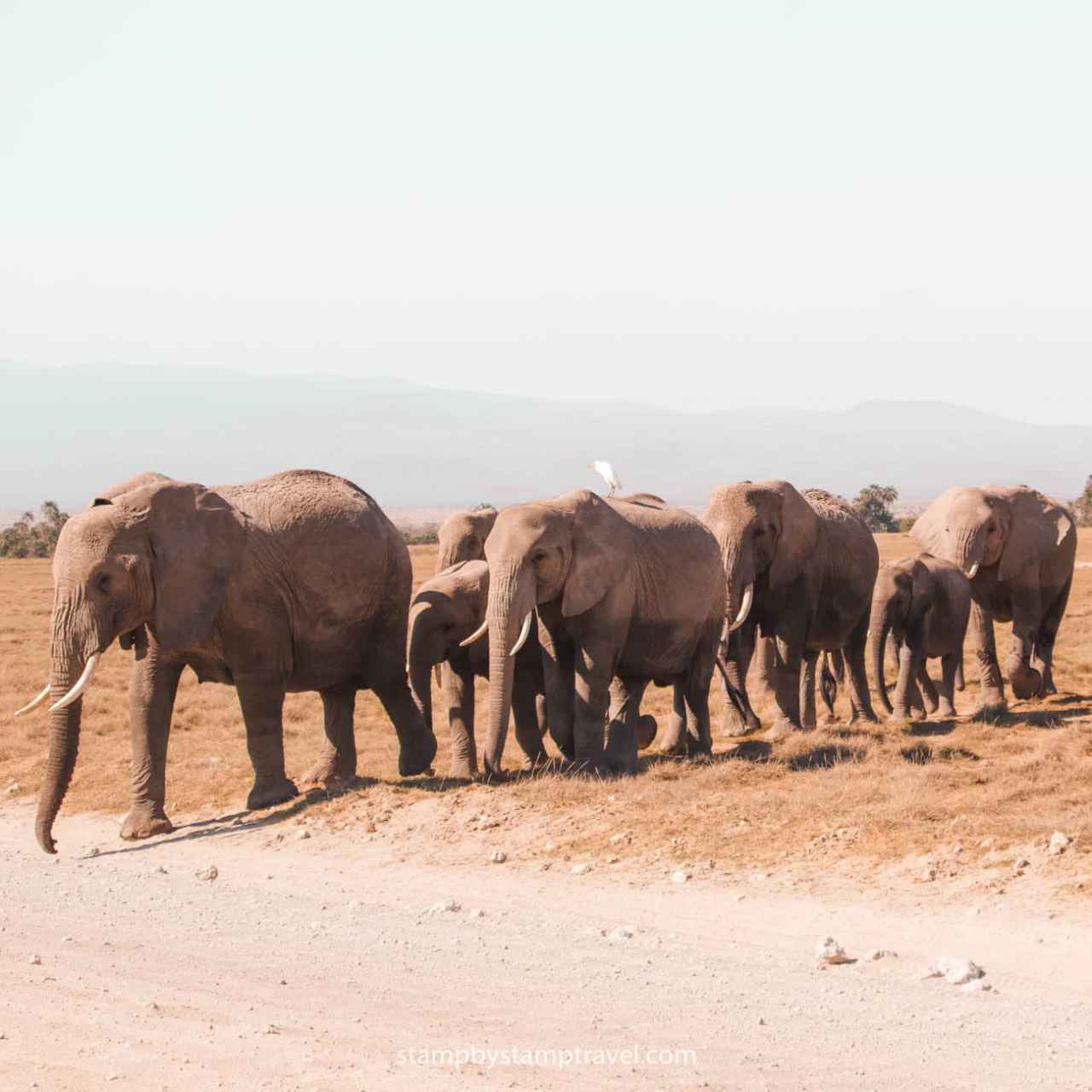 Aventura Majestuosa en el Safari de Kenia en 6 días en Inglés image
