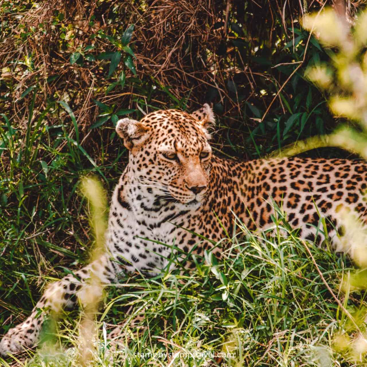 Aventura Majestuosa en el Safari de Kenia en 6 días en Inglés image