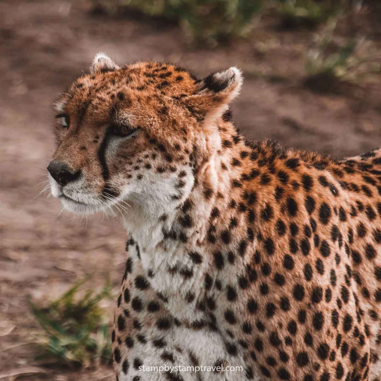 Tesoros de Kenia: Safari y Cultura en 7 Días en español image