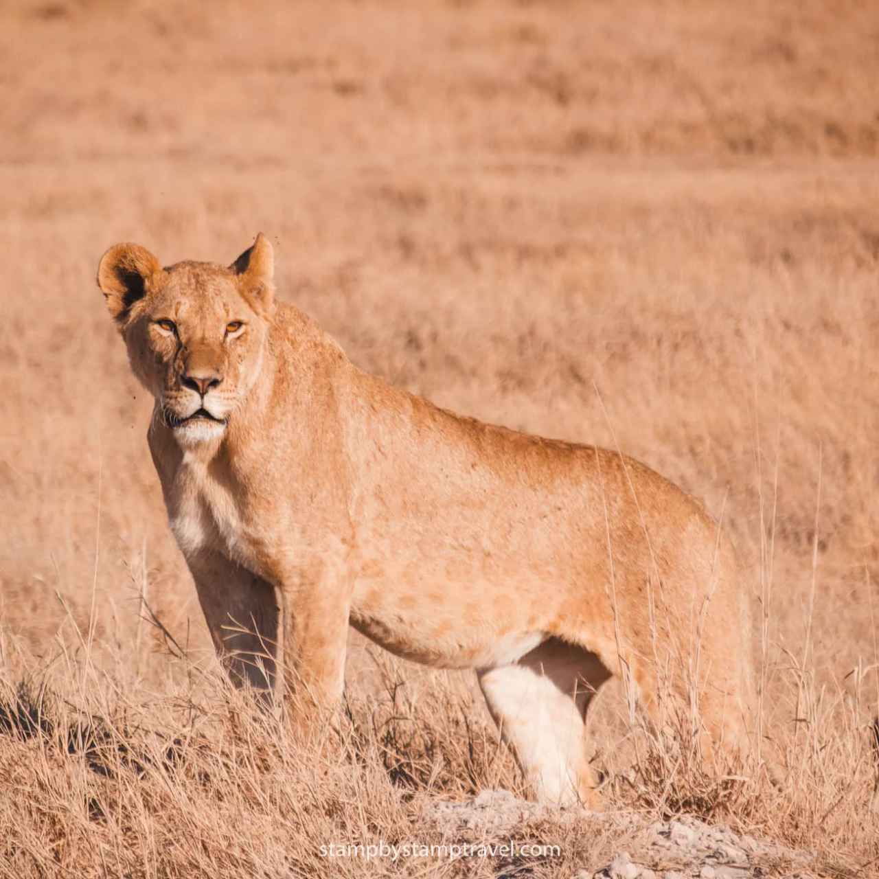 Tesoros de Kenia: Safari y Cultura en 7 Días en español image