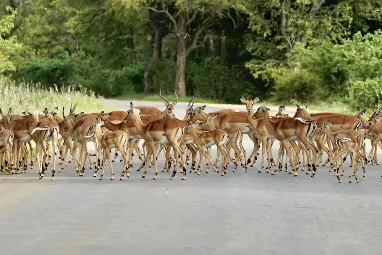 Aventura de Safari en Sudáfrica image