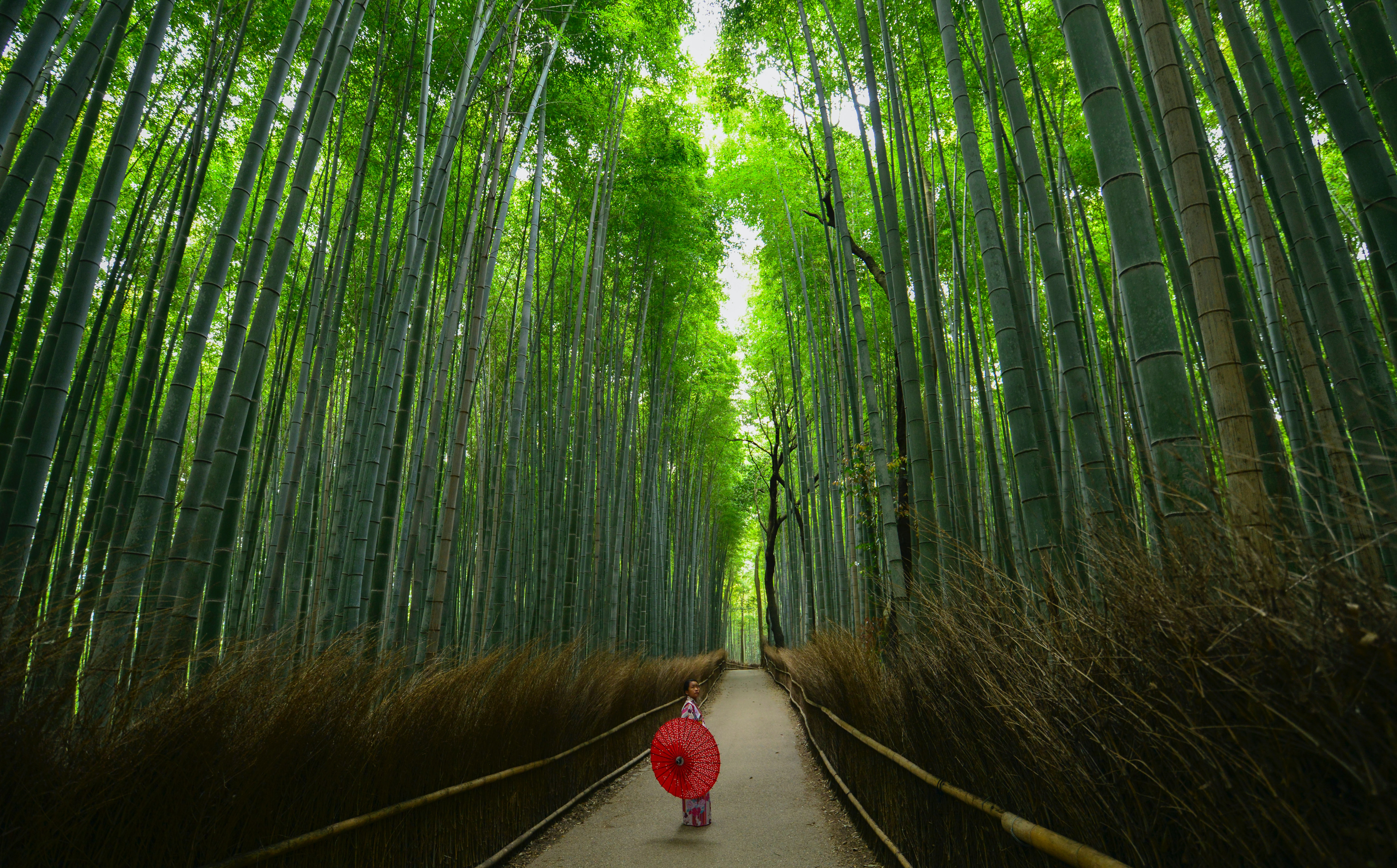 Day trip image