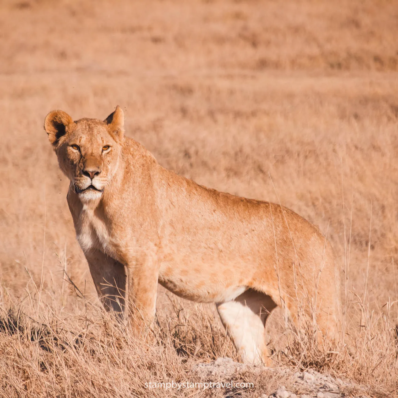 Tesoros de Kenia: Safari y Cultura en 9 días en Español hero image
