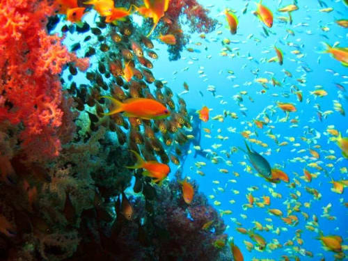 Activity image
