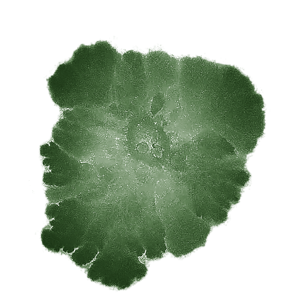 Seed • The Evolution of Probiotics