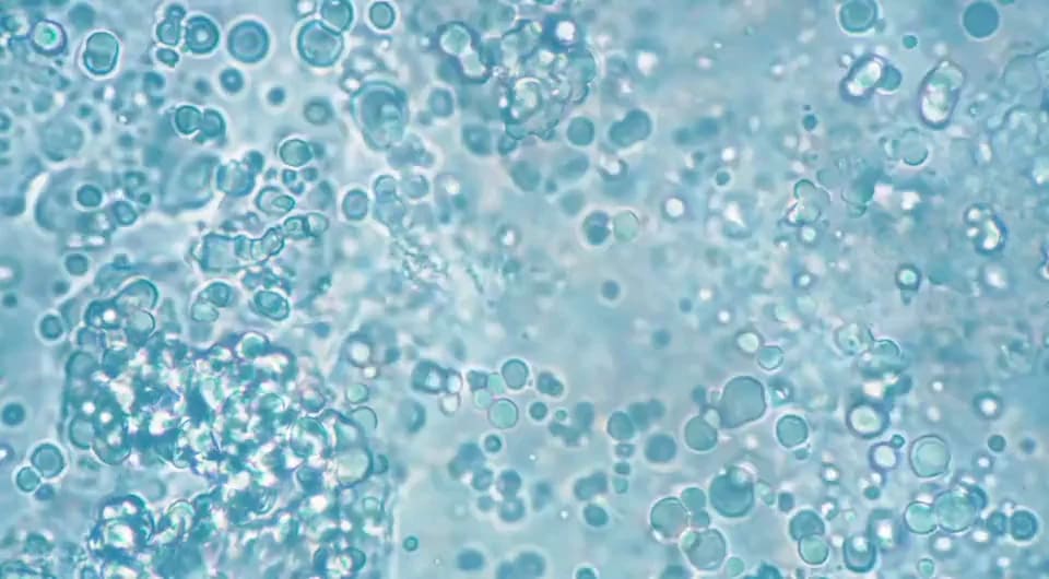 Microscopic view of bacterial cells undergoing biofermentation