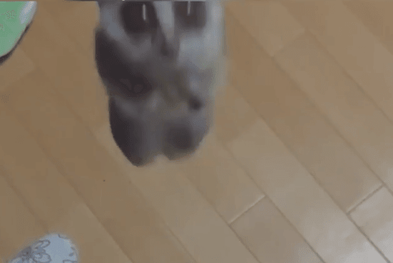 ブッシュベイビーのジャンプはこんな風に毎日、家に帰ると飛びかかってくる