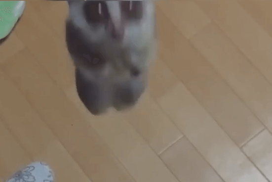ブッシュベイビーのジャンプはこんな風に毎日、家に帰ると飛びかかってくる