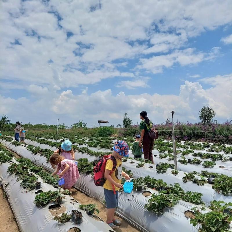 Pick Your Own Strawberries in Bali’s Highlands - Photo by @lafresa_bali