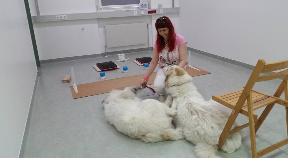 13139013_659001567580946_8758231945147155387_n_yregvz Die österreichische Pyrenäen Berghund Zuchtstätte Fluffy Giant Bilder von unterwegs Die österreichische Pyrenäen Berghund Zuchtstätte