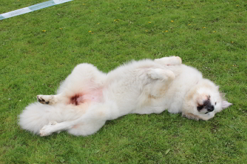 Fluffy Giant Die österreichische Pyrenäenberghund Zuchtstätte