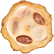 Cocoa Seed Butter