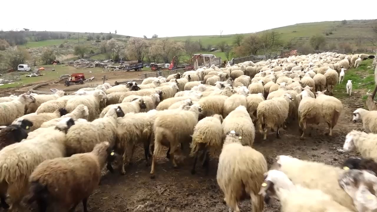 Гром усмрти 95 овци што се напасувале на падините на Јакупица