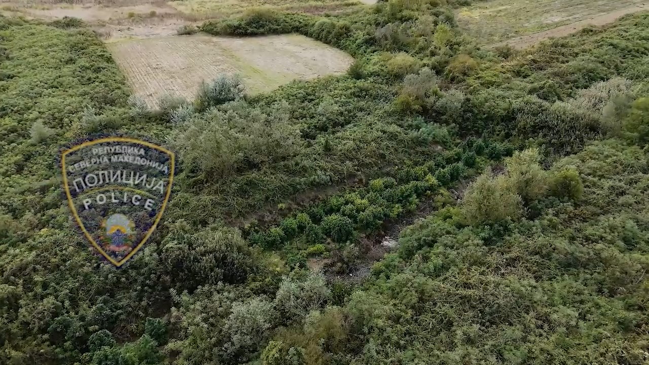 Притвор за двајца од Ново Село кои на нива одгледувале марихуана, одземени вкупно 680 килограми