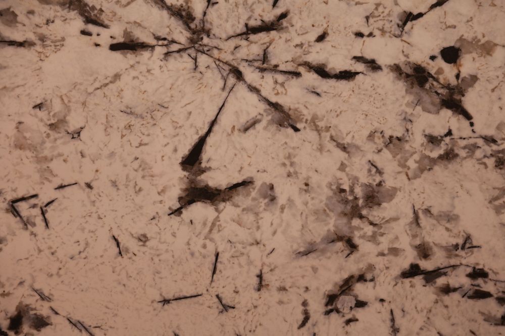 Snow Mountain Silver Fox — Image 1