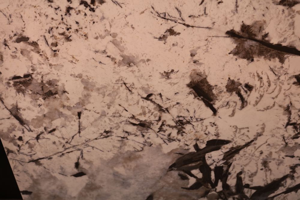 Snow Mountain Silver Fox — Image 2