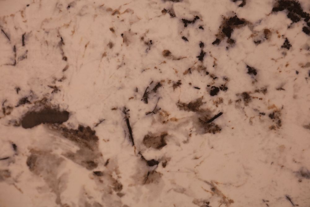 Snow Mountain Silver Fox — Image 5