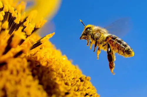 Pollinator Protection Summit 2026: Saving Our Large Bees